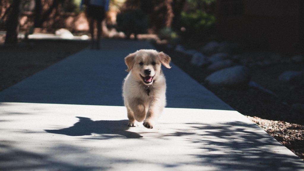 Infographic over hond registreren in een databank voor honden met voordelen en stappenplan