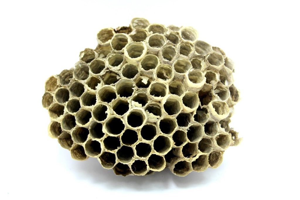 Propolis en de kracht van de bijenwereld: harsachtige substantie van bijen met antibacteriële en antivirale eigenschappen
