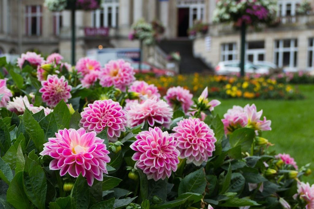 Een professioneel hoveniersbedrijf in Tilburg adviseert over tuinontwerp en onderhoud