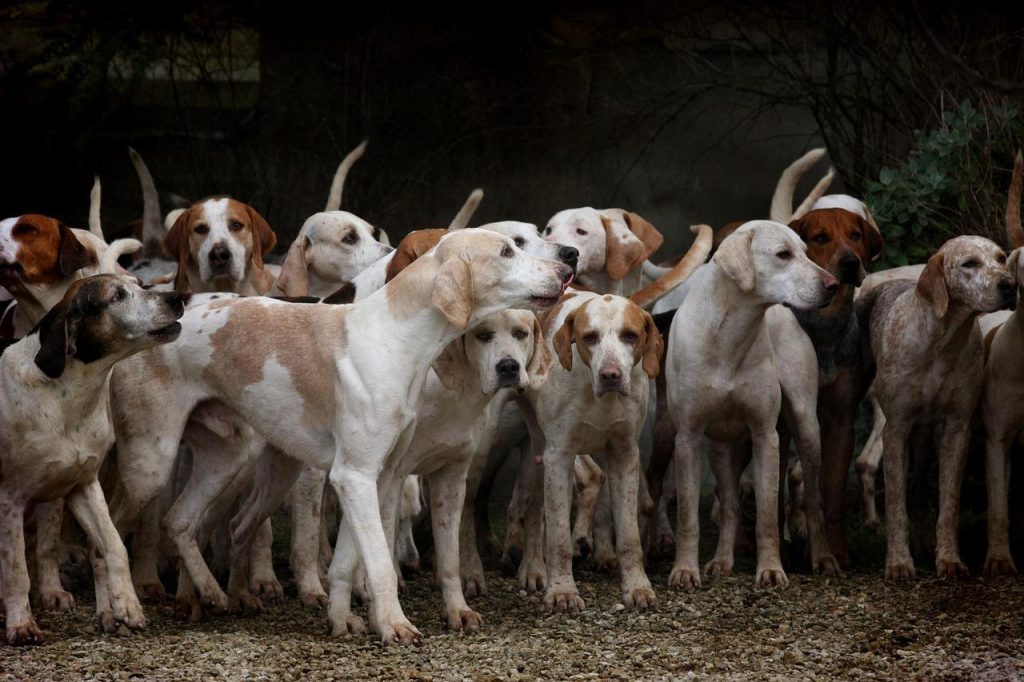 Gezonde pups van een betrouwbare hondenfokker in Lelystad in veilige en schone omgeving