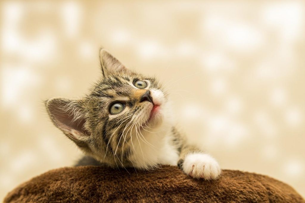 Gelukkige kat op comfortabele slaapplaats met speelgoed en accessoires voor gezondheid en welzijn